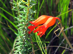Cyrtanthus staadensis