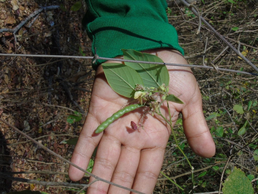 Coursetia diversifolia