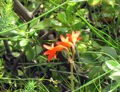 Cyrtanthus staadensis
