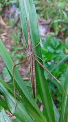 Acrida cinerea