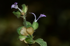 Dicliptera foetida