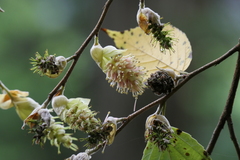 Corylopsis multiflora