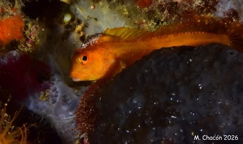 Parablennius pilicornis