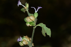 Dicliptera foetida