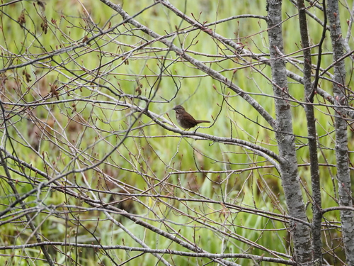 Song Sparrow