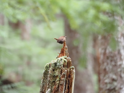 Pacific Wren