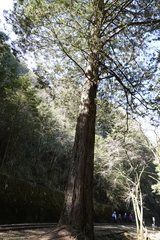 Chamaecyparis formosensis