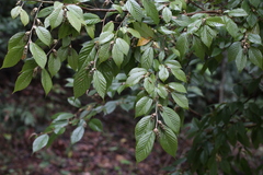 Corylopsis