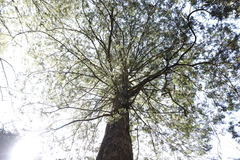 Chamaecyparis formosensis