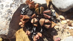 Pleiospilos compactus