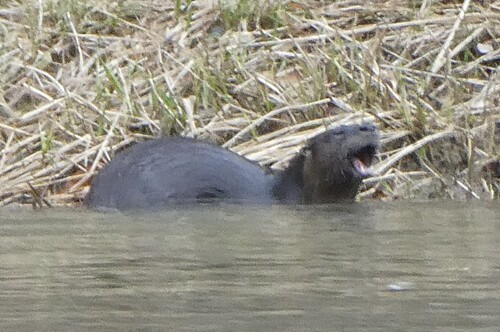 North American River Otter photographed in Vermont