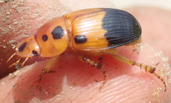 Adeloparius septemmaculatus