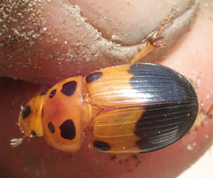 Adeloparius septemmaculatus