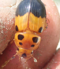 Adeloparius septemmaculatus