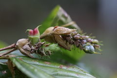 Corylopsis multiflora
