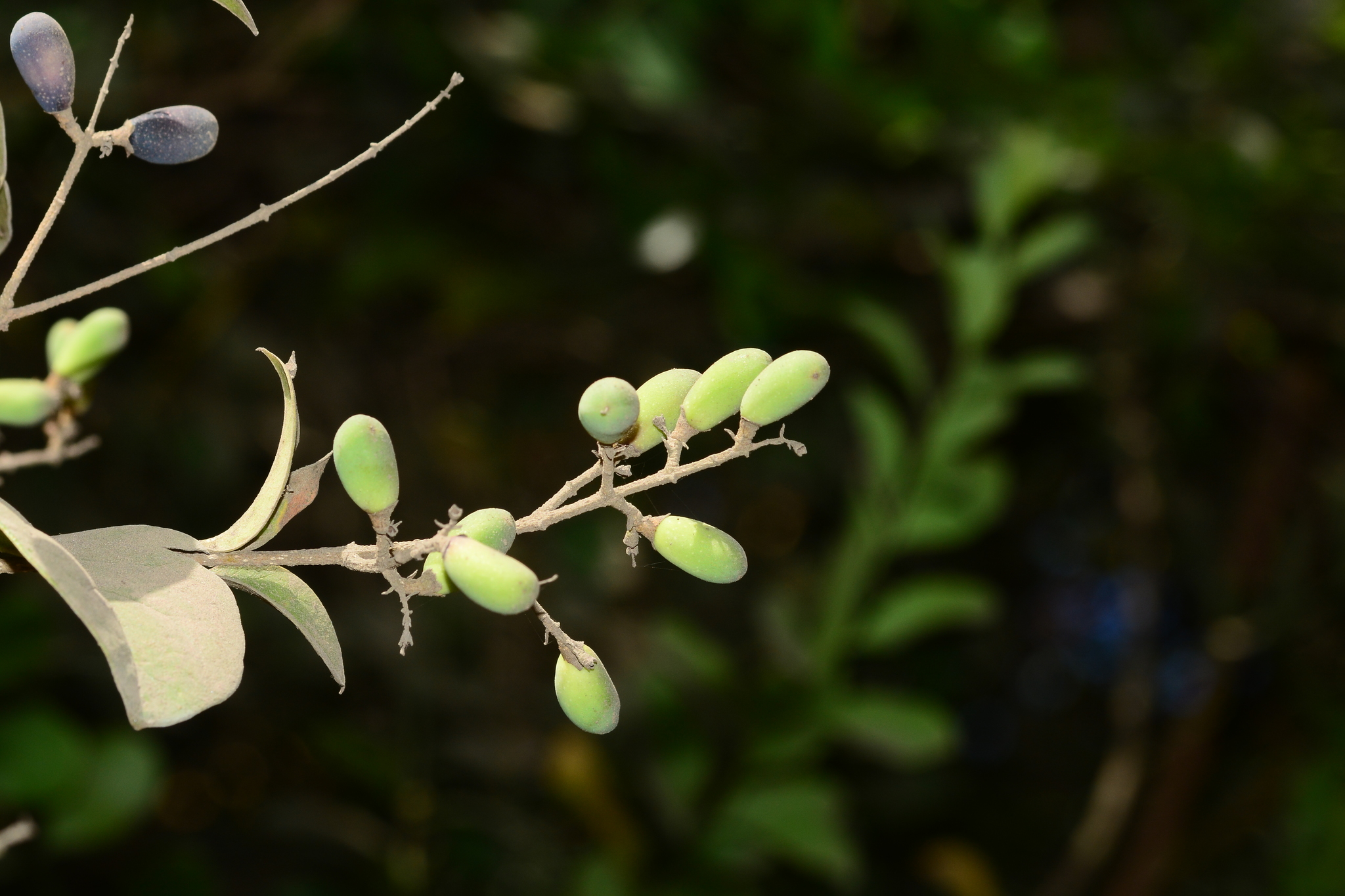 Ligustrum robustum