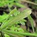 Peronospora aparines - Photo (c) Gennadiy Okatov, algunos derechos reservados (CC BY-NC), subido por Gennadiy Okatov