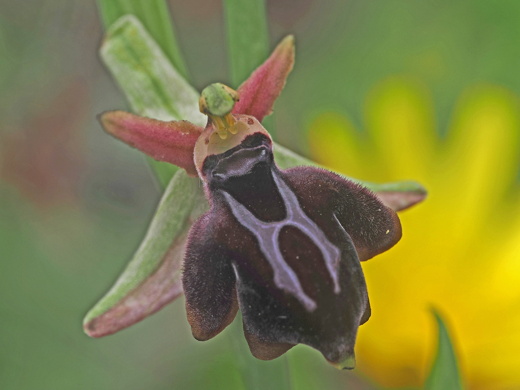 Ophrys × baumanniana