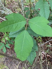 Toxicodendron radicans