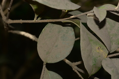Ligustrum robustum perrottetii