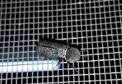 Bostrychopsis jesuita