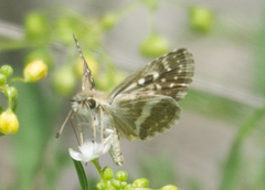 Carcharodina