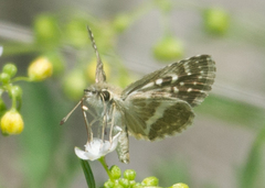 Carcharodina