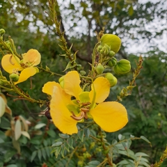 Senna petersiana
