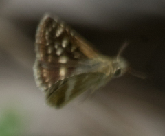 Carcharodina