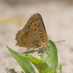 Aloeides damarensis
