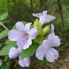 Barleria gueinzii
