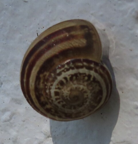 Eobania vermiculata