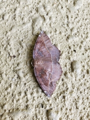 Eutrapela clemataria