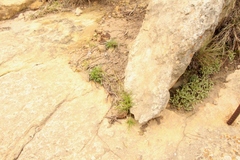 Heliophila rigidiuscula