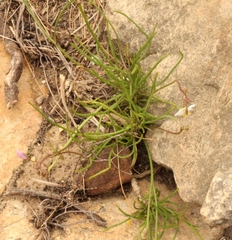 Heliophila rigidiuscula