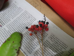Ochnaceae