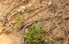 Heliophila rigidiuscula