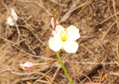 Heliophila rigidiuscula