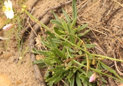 Heliophila rigidiuscula