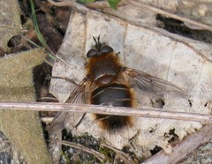 Tachina ursina