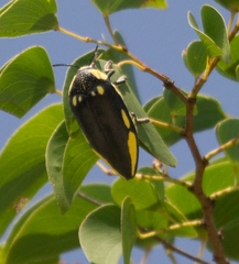 Sternocera orissa orissa