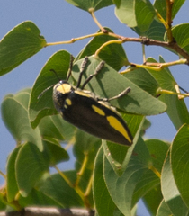 Sternocera orissa orissa