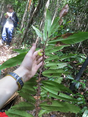 Ochnaceae