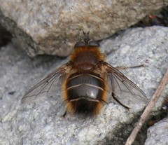 Tachina ursina