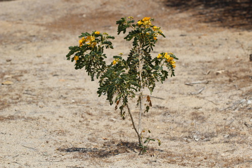 Senna candolleana, photograph 5