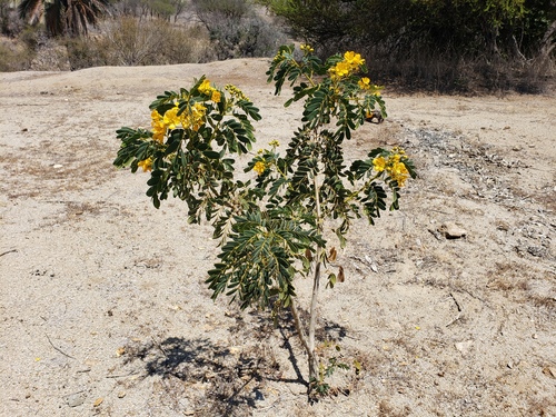 Senna candolleana, photograph 6