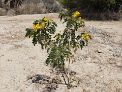 Senna candolleana, photograph (c) Cesar Ormazabal, some rights reserved (CC BY)