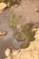 Isoetes transvaalensis