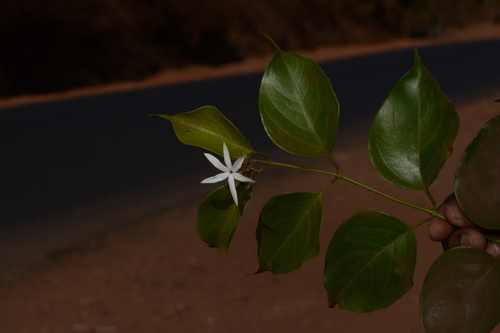 Image of Jasminum malabaricum by no rights reserved