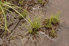 Isoetes transvaalensis